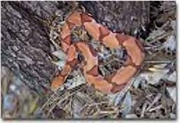 Broad-banded Copperhead