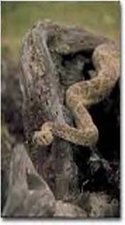 Diamondback Rattlesnake